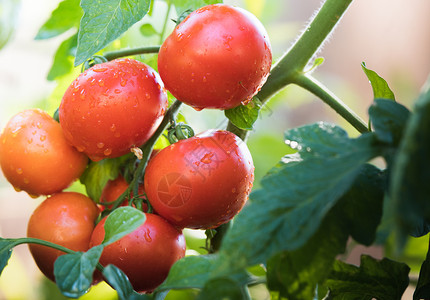 在温室花园浇灌幼苗番茄植物图片