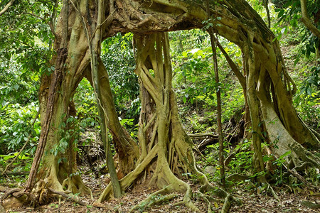 热带雨林凯昂克拉昌公园泰王国高清图片