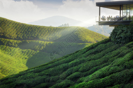 马来西亚卡梅伦高地茶谷和日图片