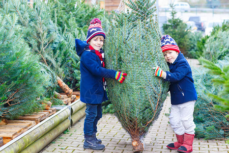 怀着圣诞树的两个小男孩图片