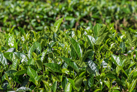 绿树上的红茶叶或黑龙茶叶在图片