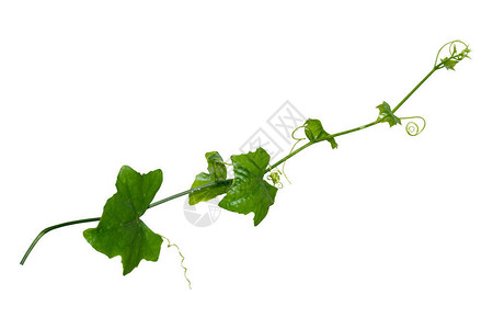 白背景上孤立的葡萄植物攀爬Clippin图片