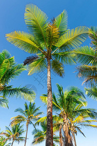 椰子棕榈树种植园从底地板图片