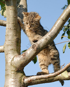 树上的好奇小猫图片