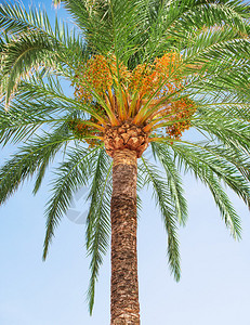 棕榈树上的绿枣图片