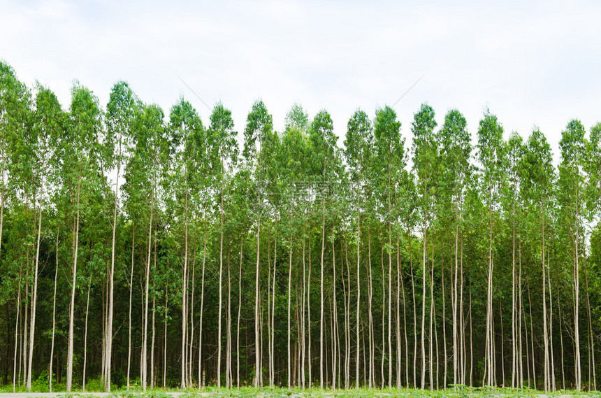 泰国的Eucalyptus森图片