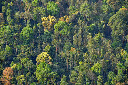 西高止山脉的印度丛林树图片