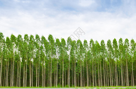 泰国的Eucalyptus森图片