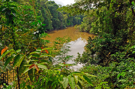 秘鲁亚马逊河的Napo背景图片
