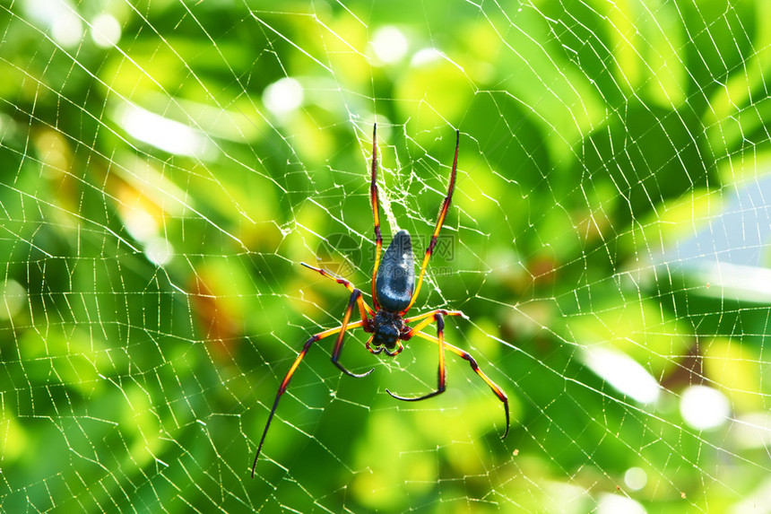 巨型木蜘蛛Nephilamaculata或nephilapilipes图片