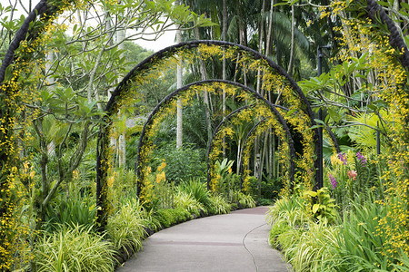 著名的新加坡植物园内有许多黄色兰花的风景人工弧线图片
