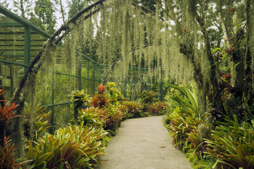 新加坡著名植物园人工拱门下的风景小径种植兰花图片