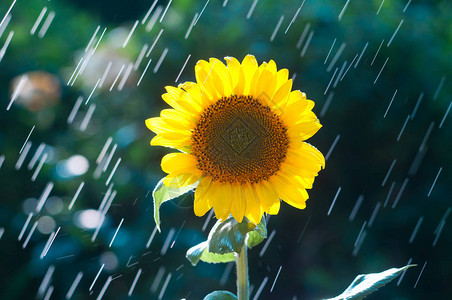 向日葵的花朵在雨滴的背景下图片