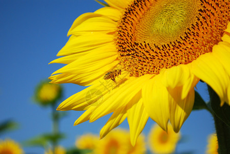 蜜蜂在向日葵周围飞来去背景图片