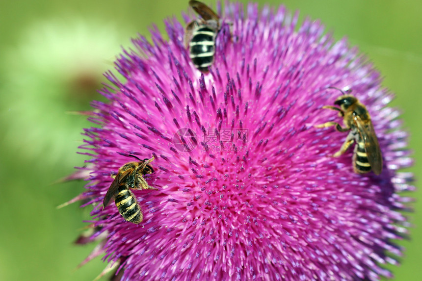 三只蜜蜂在春季开花图片