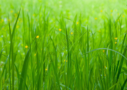 神秘的绿草与小黄花图片