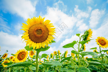 田地开花的向日葵夏季自然景观图片