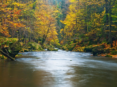 秋天的山区河岸河岸上的砾石和新鲜的绿色苔藓巨石覆盖着来自山毛榉枫树和桦树的五背景图片