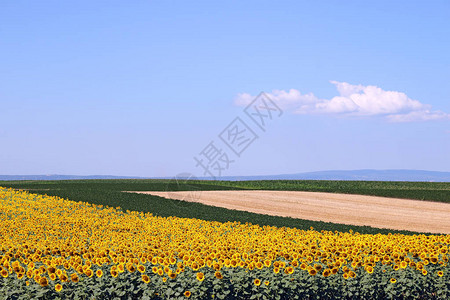 向日葵大豆和玉米田景观图片