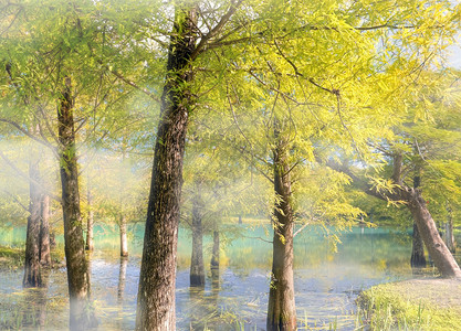 自然背景的秋天森林靠近池图片
