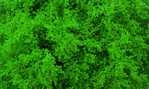 充满活力的绿色树叶纹理图片