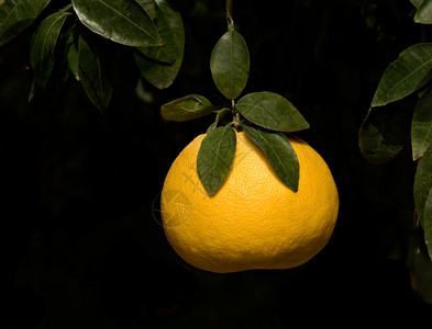 橘子的特写背景图片