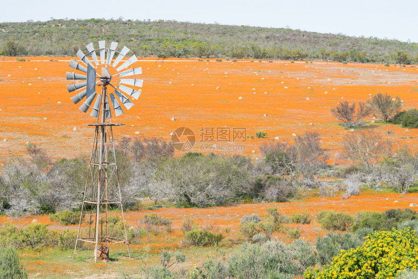 南非北开普省纳马夸兰地区Kamieskroon附近Namarqua公园Skilpad的一块土著人花地毯上的图片