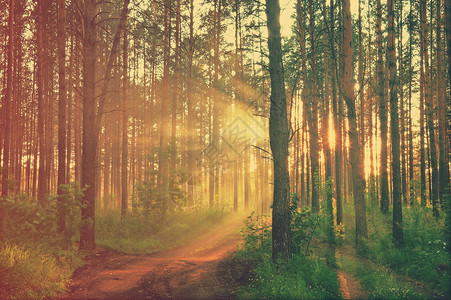 在模糊的神秘森林中日落图片