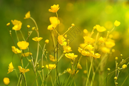 阳光明媚的夏日背景与黄色野花图片