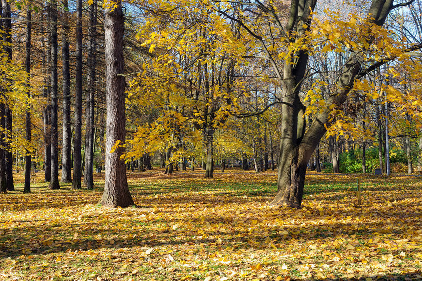 秋天公园里的黄叶景观图片