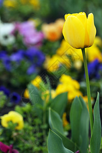 黄色郁金香花园春天图片