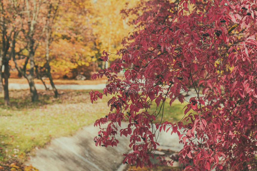 秋天的城市公园秋天的公园公园里明亮的秋天树木晴图片