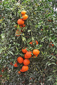 树枝上橘子的特写图片
