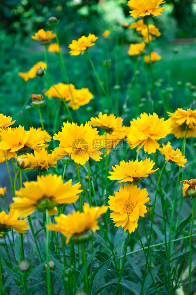 黄色花朵特写图片