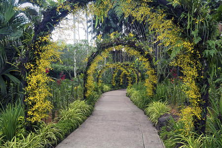 新加坡著名植物园黄布置的天然图片