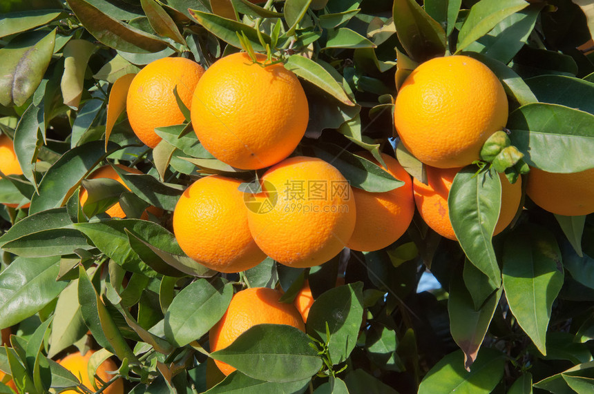 绿叶大背景上的成熟橘子图片
