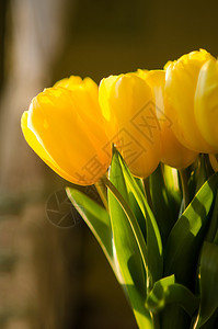 黄色的郁金香花束在阳光明图片