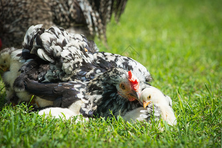 母鸡和它的小鸡在草丛中图片