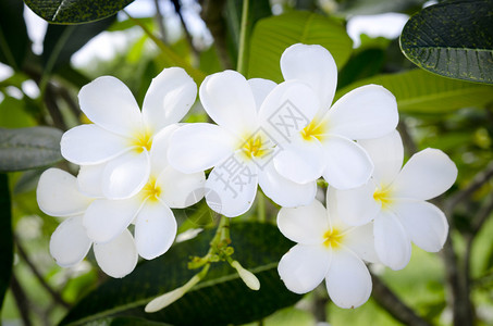 白色和黄色热带花与绿叶图片