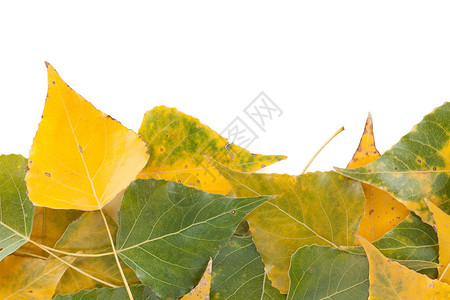 秋天的绿色和黄色叶子特写背景图片