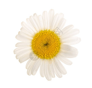 白色背景上孤立的谢米里或花菊顶部视图图片