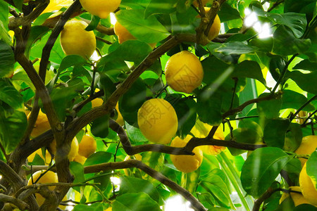柠檬树自然背景背景图片