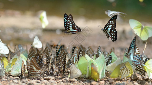 地面上的蝴蝶群和飞行运动图片
