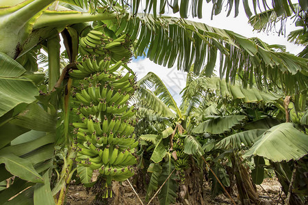 香蕉树果实农业图片