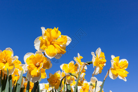 需要双倍的花瓣黄色和白色的花瓣在清晰的蓝图片