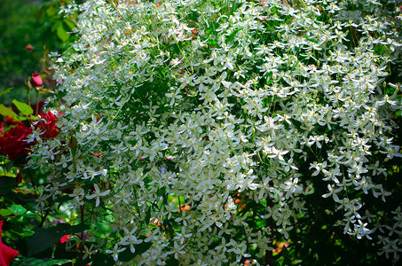 花园背景中的白薄膜花朵白色cle图片