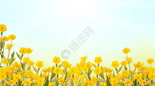 浅色背景中的黄色毛茛花背景图片