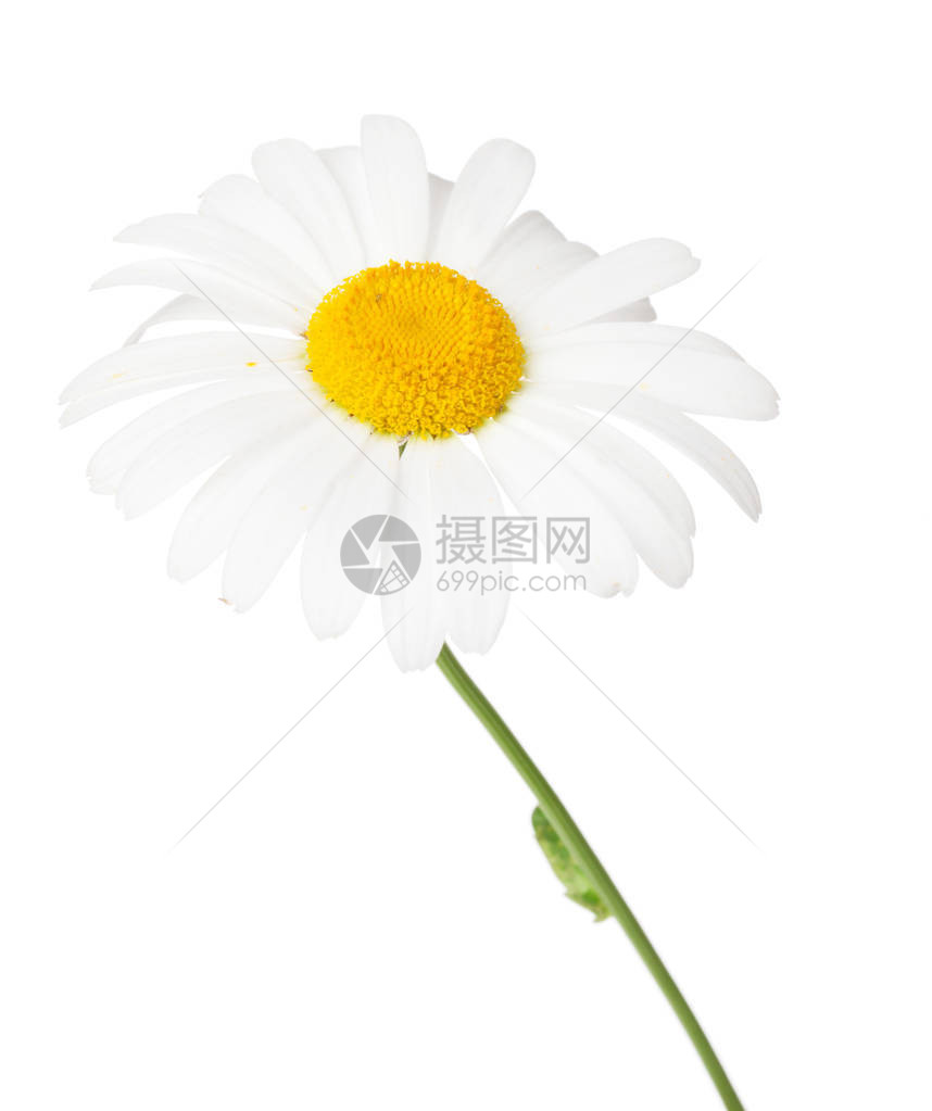 Daisychamommile花朵图片