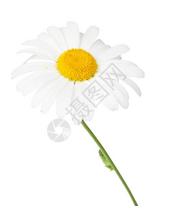 Daisychamommile花朵图片