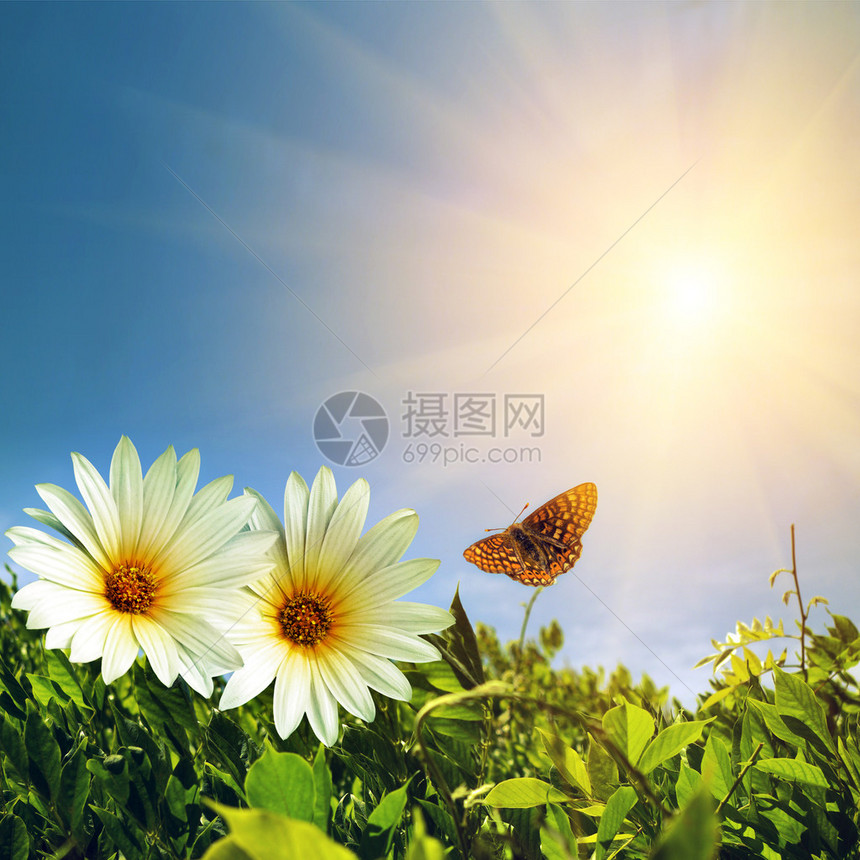 绿叶子两只菊花和蝴蝶在阳光图片